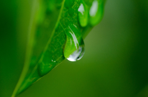 画像：水滴がついている葉っぱのイメージ